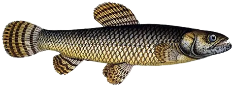 马拉巴利齿脂鲤 Wolf Fish