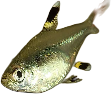 X-Ray Tetra