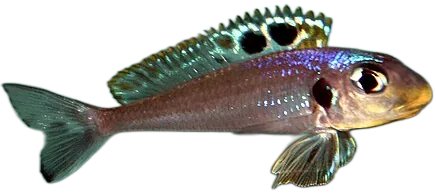 Xenotilapia bathyphilus
