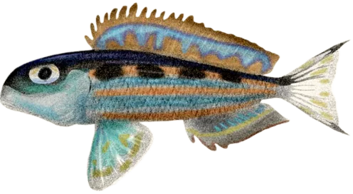 苍奇非鲫 Xenotilapia ochrogenys