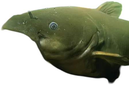 Yellow Bullhead Catfish