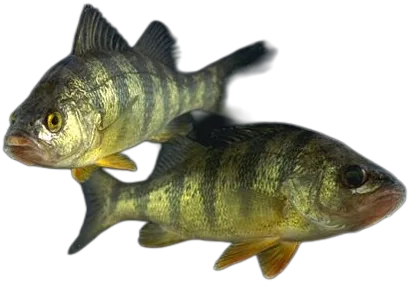 Yellow Perch