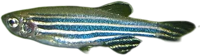 斑马鱼 Zebra Danio
