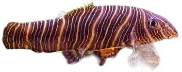 条纹沙鳅 Zebra Loach