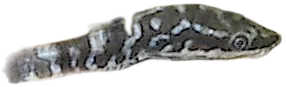 Zebra Oto