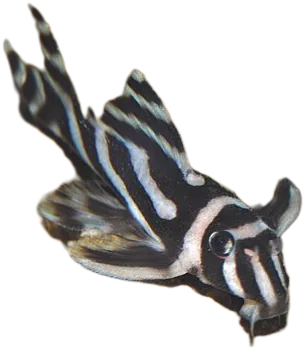 斑马下钩鲶 Zebra Pleco