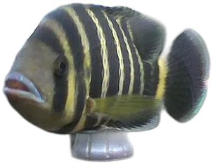 Zebra Tilapia